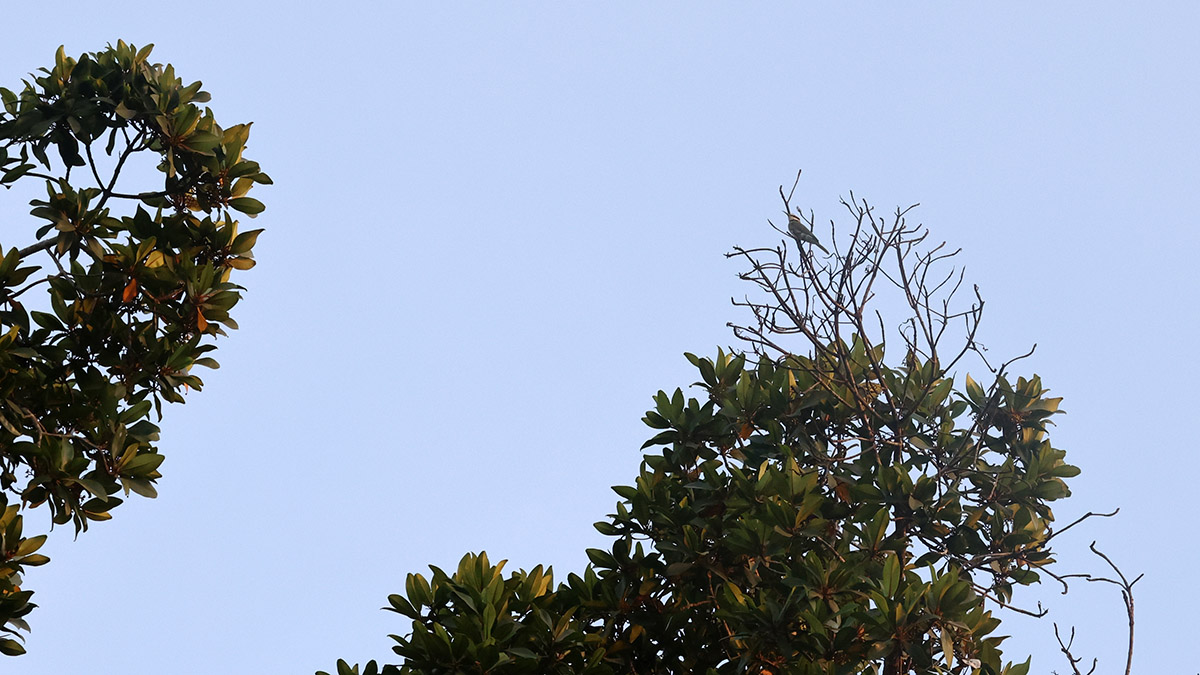 White-throated Bee-eater